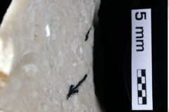 Foto (Detailansicht) von Bullariscus patruliusi (Robins et al., 2013) (NHMW-GEO-1990-0041-0339)